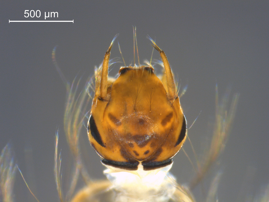 Anopheles claviger